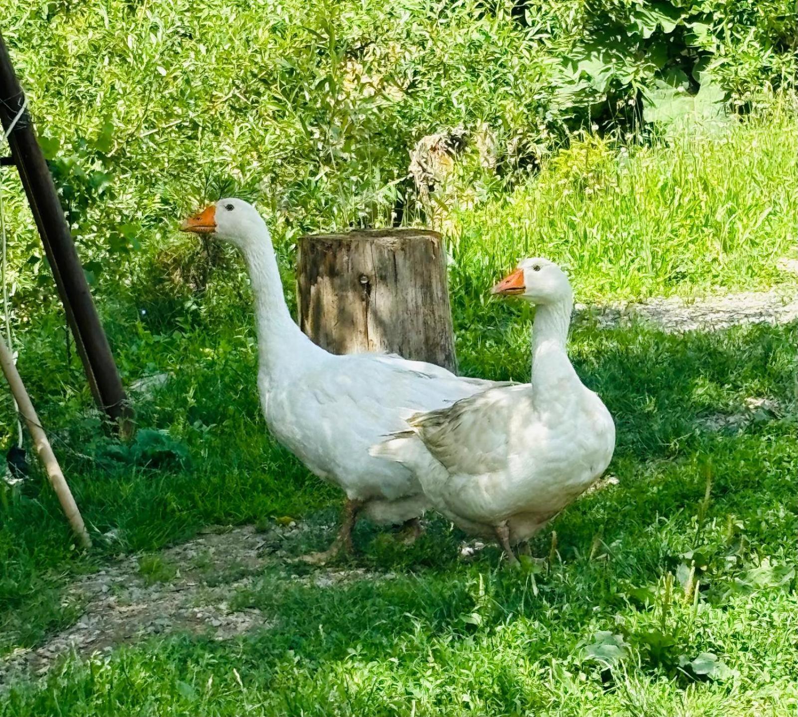 Agroturism Bori Punct Gastronomic Local *