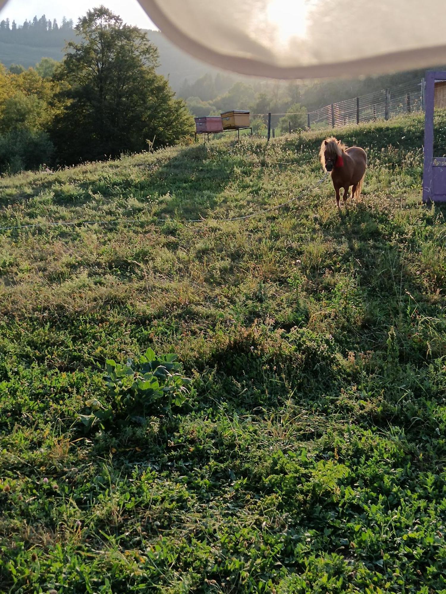 Farm stay Agroturism Bori Punct Gastronomic Local *