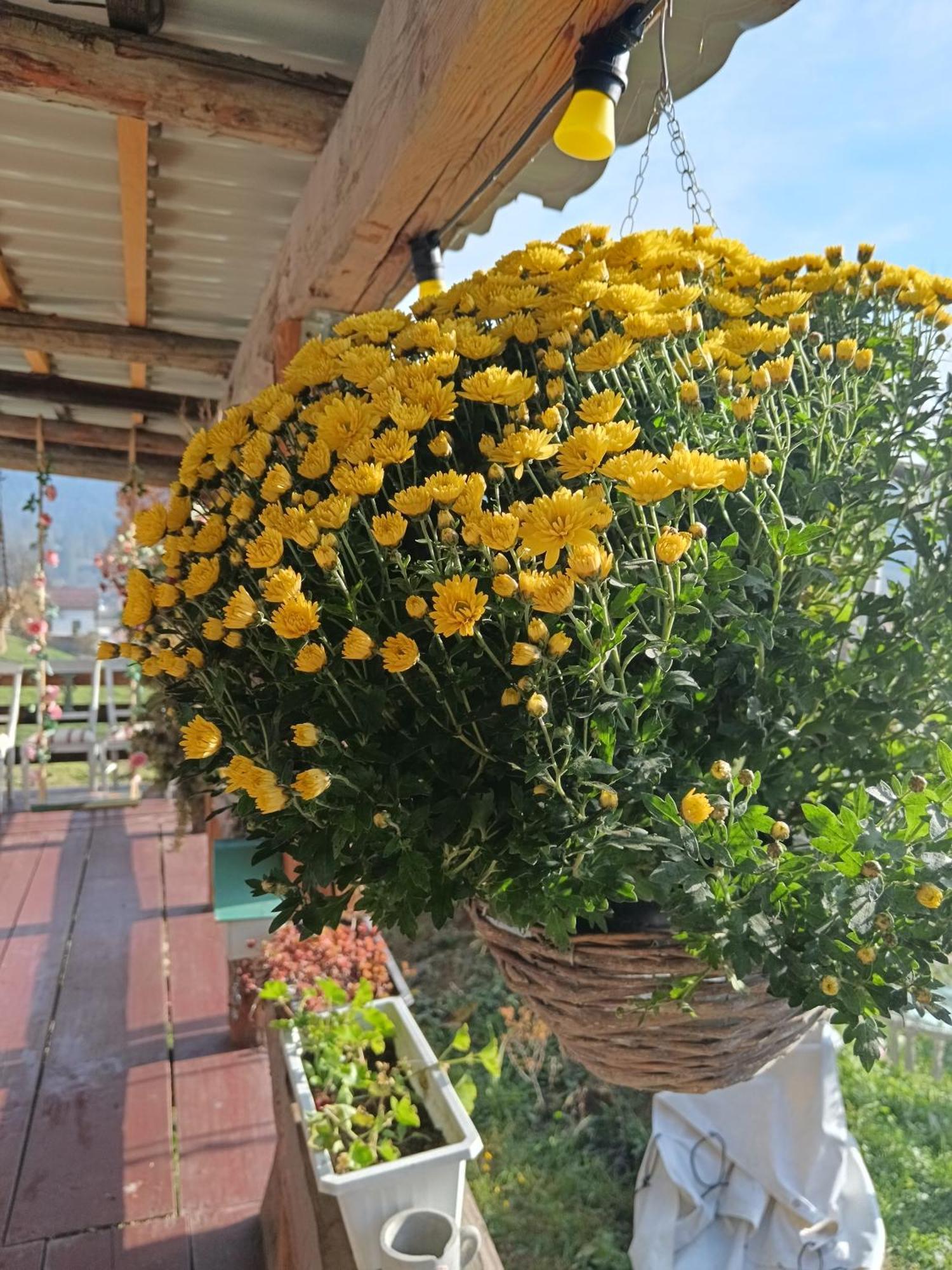 Farm stay Agroturism Bori Punct Gastronomic Local Gura Humorului