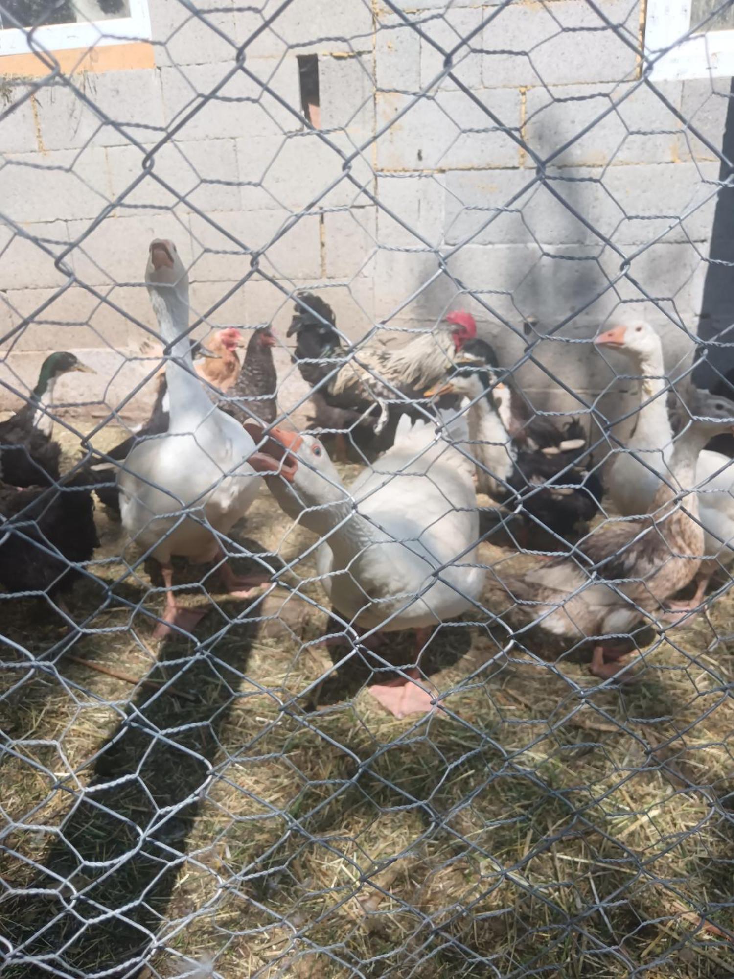 Farm stay Agroturism Bori Punct Gastronomic Local