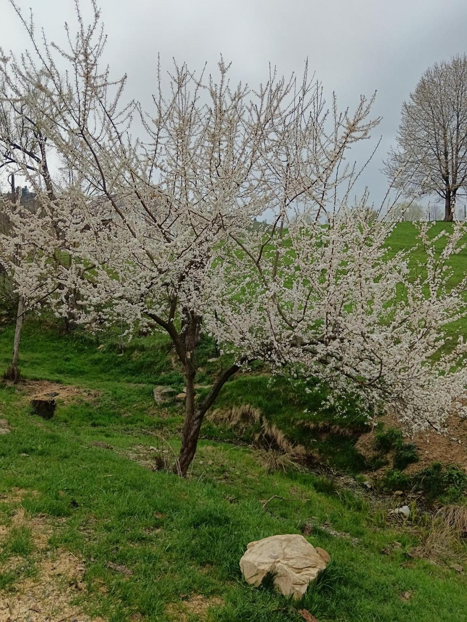 Agroturism Bori Punct Gastronomic Local Farm stay *